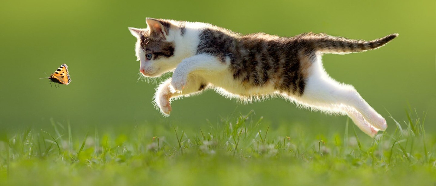 freilauf oder wohnungshaltung für ihre katze? was ist die beste entscheidung für sie und ihre familie
