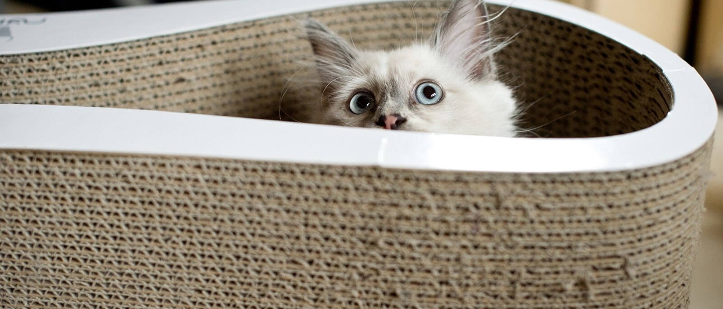 eine neue katze nach hause bringen