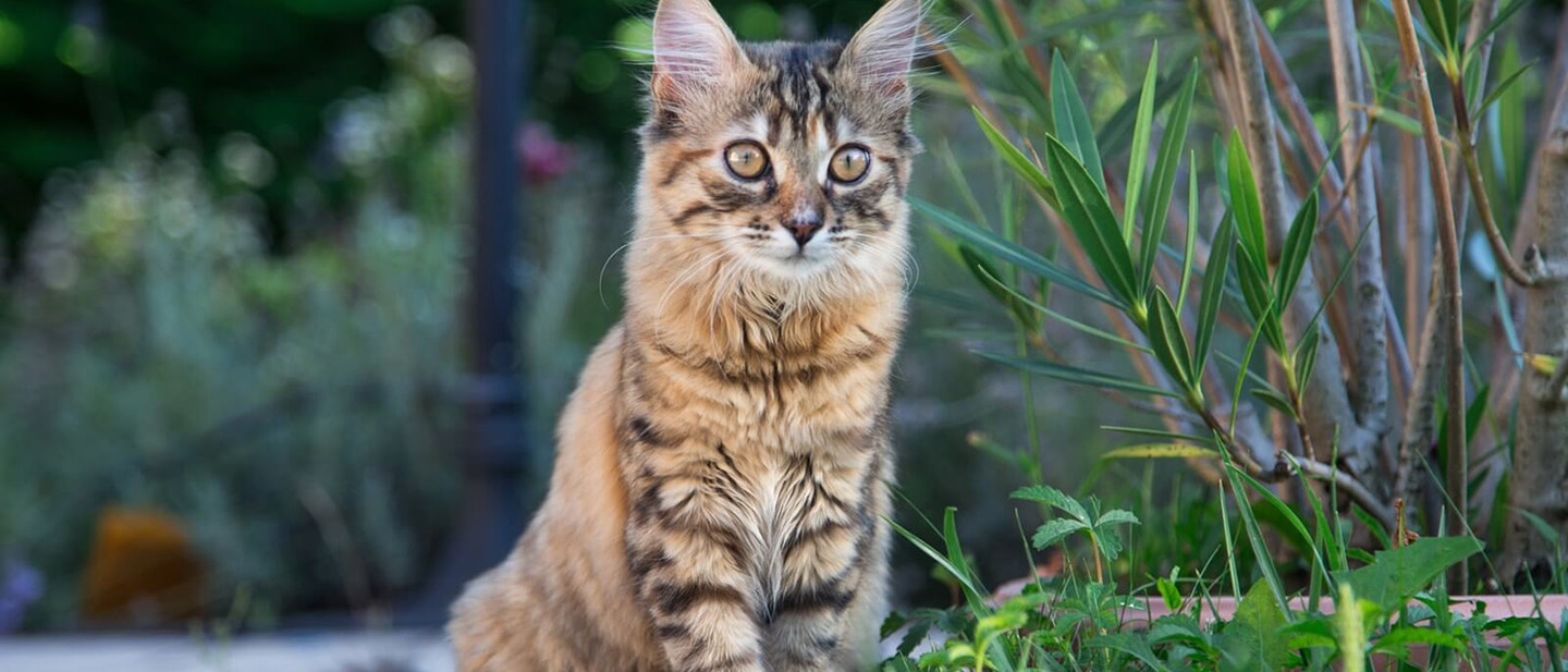 wohin mit ihrem haustier, wenn sie verreisen?