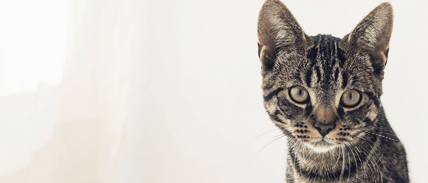 meine katze allein lassen