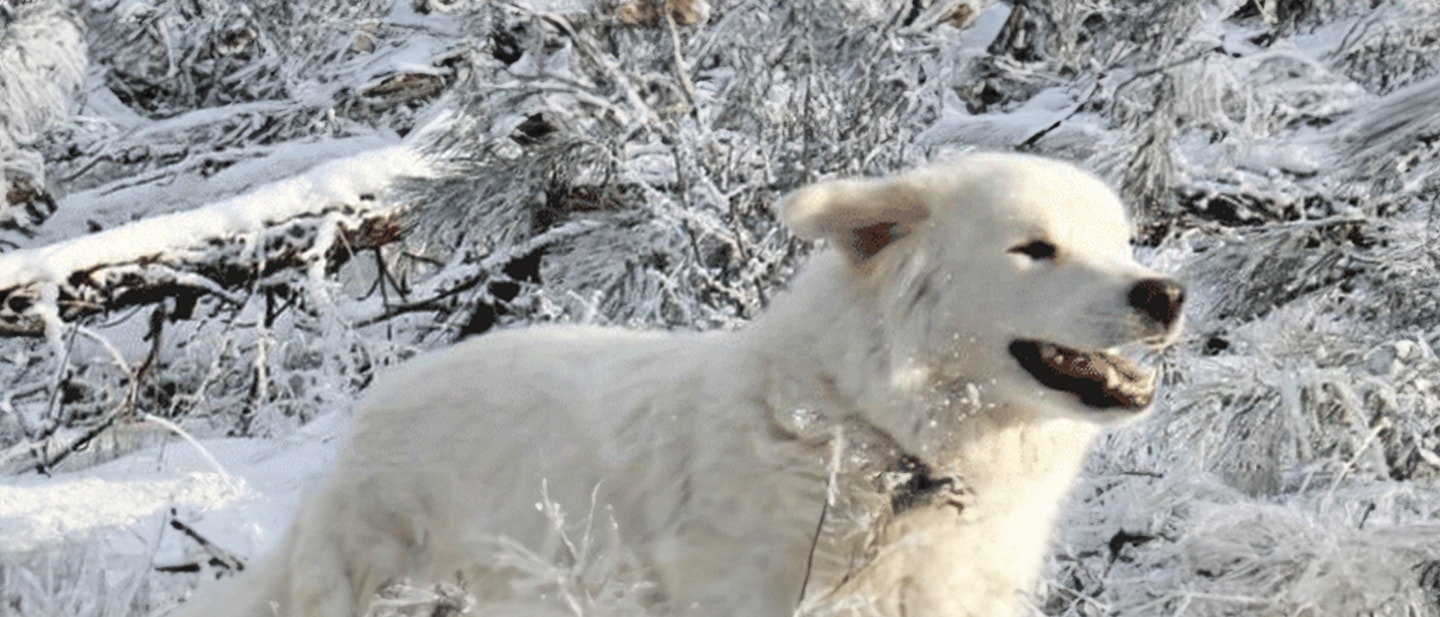 WIE KANN DIE RICHTIGE ERNÄHRUNG DIE NATÜRLICHEN ABWEHRKRÄFTE IHRES HUNDES UNTERSTÜTZEN?