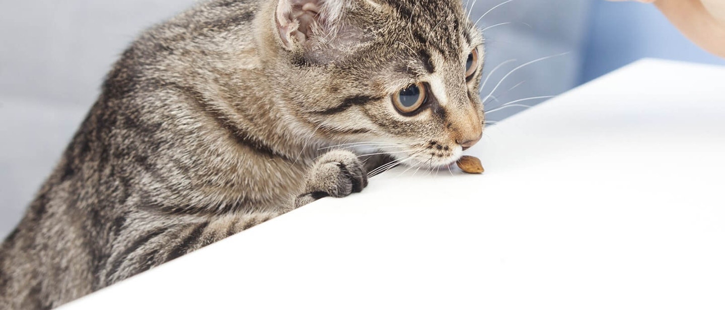 mut zur änderung: neues futter für ihre katze