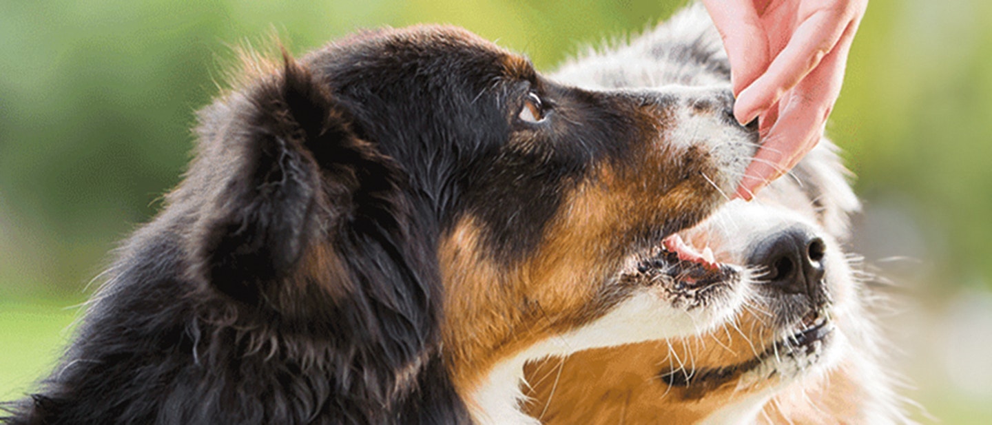 SOLLTE ICH IM SOMMER DIE FÜTTERUNG MEINES HUNDES UMSTELLEN?