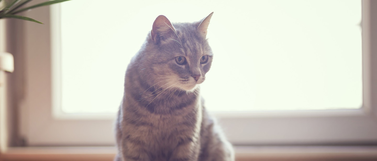 sollte ich im sommer die fütterungsroutine meiner katze ändern?