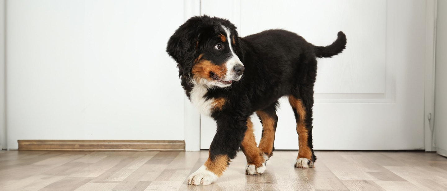 MEINEN HUND ALLEIN LASSEN