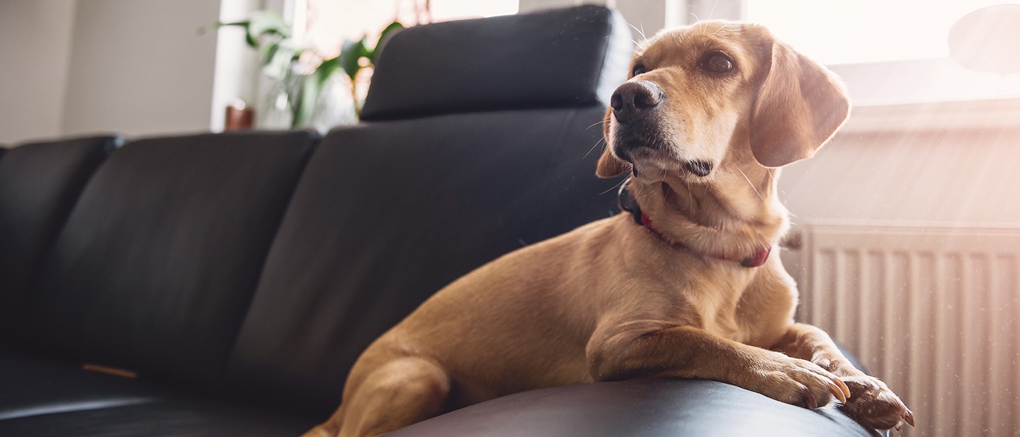 EIN HAUSTIERSITTER KANN ZUR KÖRPERLICHEN, GEISTIGEN UND SOZIALEN AKTIVITÄT IHRES HAUSTIERS BEITRAGEN