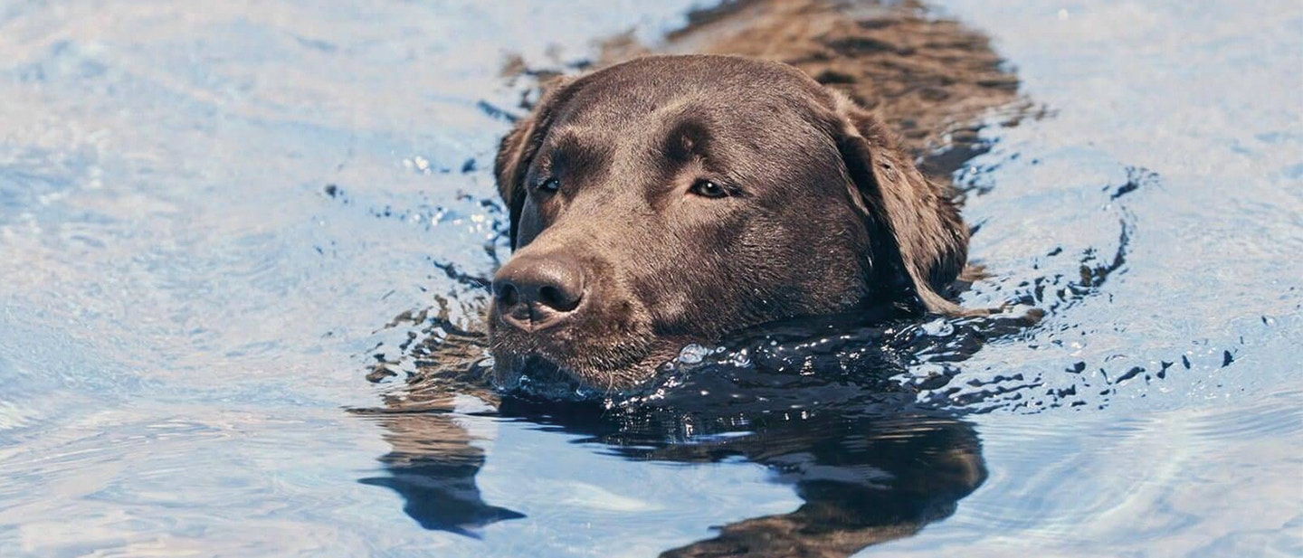 TOP 5 HUNDESPORTARTEN