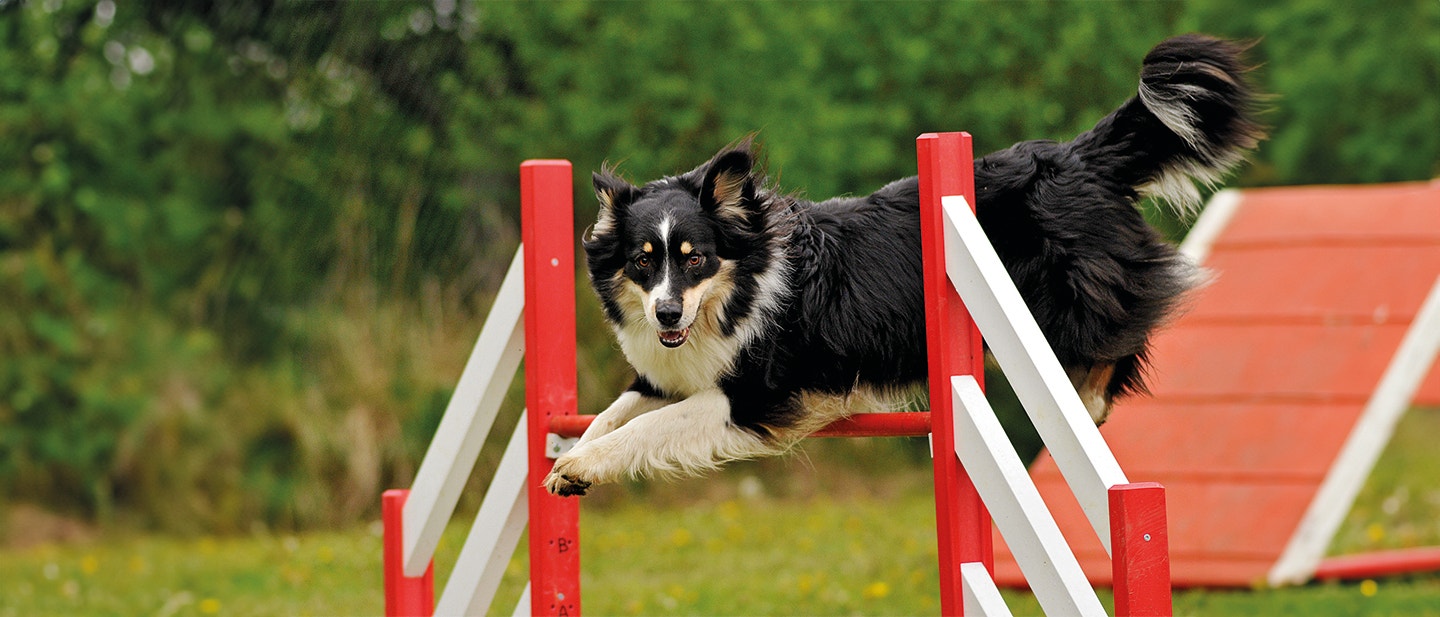 HUNDESPORT: SO BLEIBT MEIN HUND GESUND UND GLÜCKLICH