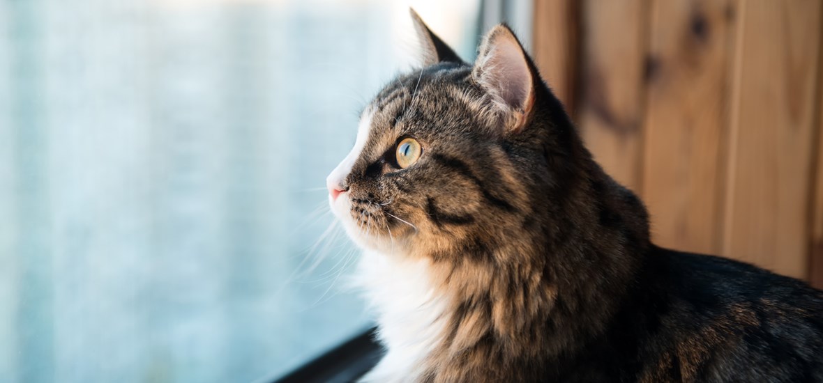 Welche Vorteile hat Freilauf für Ihre Katze?