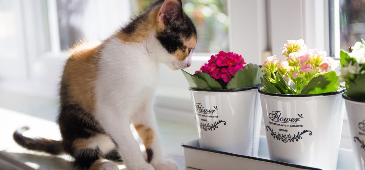 und eine sichere Umgebung.