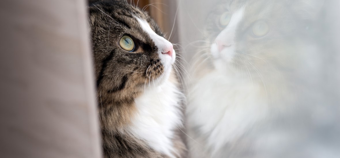 Mit Ihrem Haustier verreisen