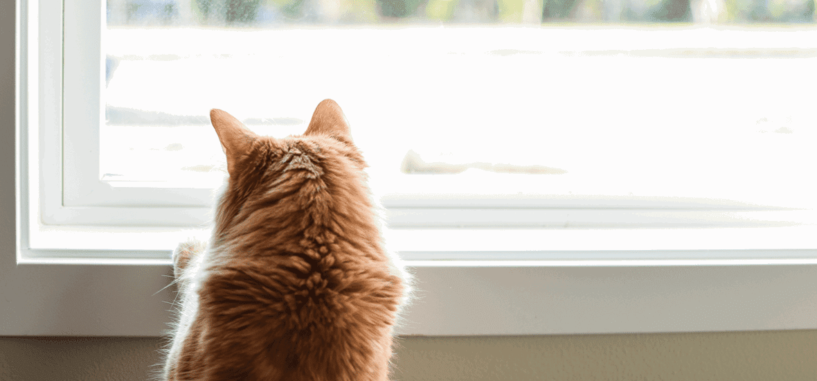 Tipps zum Alleinelassen Ihrer Katze zu Hause