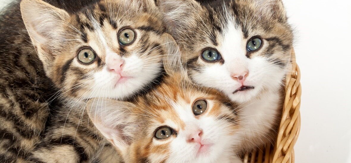 Der richtige Zeitpunkt für Erwachsenennahrung