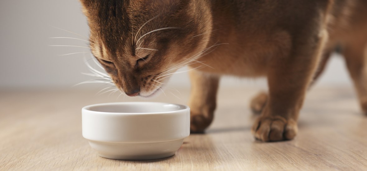 Hydration und Nassfutter